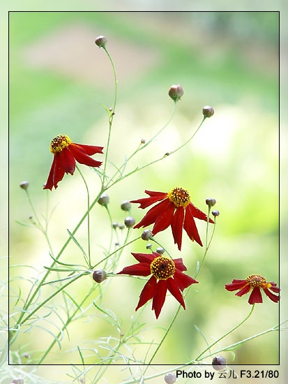 ����ƪ----�¹���������