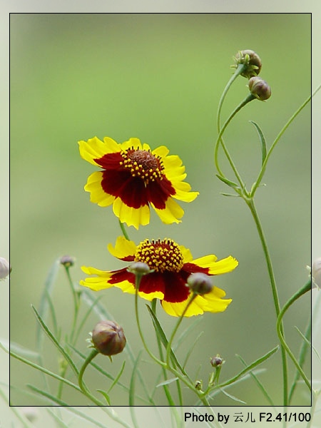 ����ƪ----�¹���������