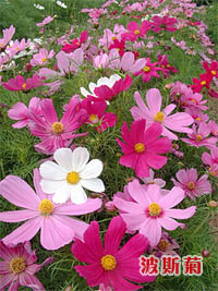 �ÿ��Ļ���