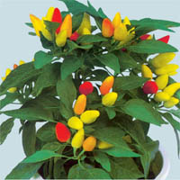 �ÿ��Ļ���