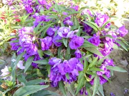 �ÿ��Ļ���