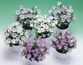 �ÿ��Ļ���