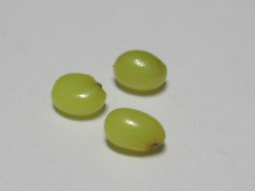 ���跭�����ı�����������̣�