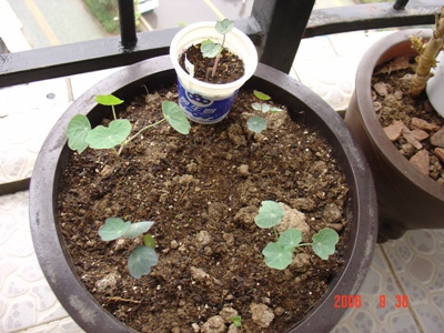 �ɰ��Ľ���(������Ҳ������40���  10ҳ)