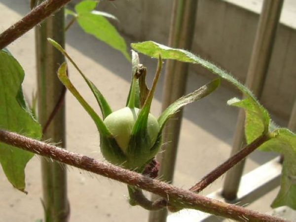 ��Т�������޺�Ϊ��ǣţ���ڽ����ˡ�