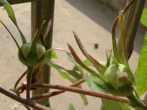 ��Т�������޺�Ϊ��ǣţ���ڽ����ˡ�