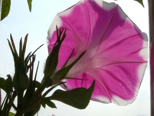 ��Т�������޺�Ϊ��ǣţ���ڽ����ˡ�