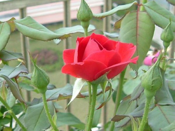 ��Т�������޺�Ϊ��ǣţ���ڽ����ˡ�