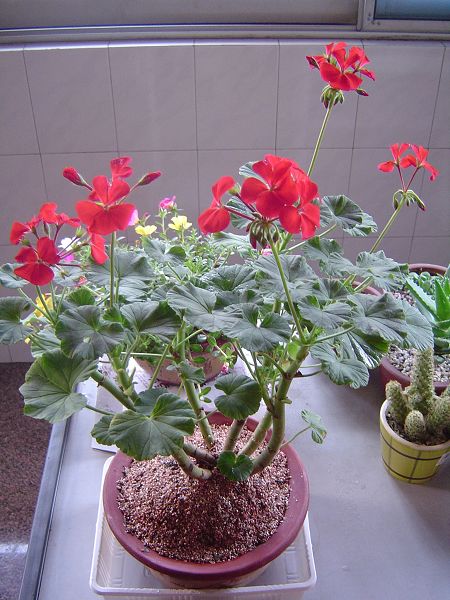 �ݻ����Ŷ�