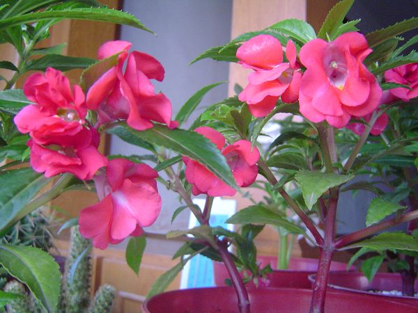 �ݻ����Ŷ�