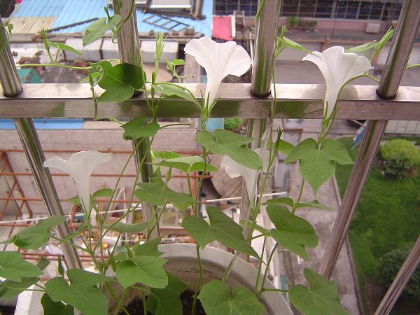 �ݻ����Ŷ�