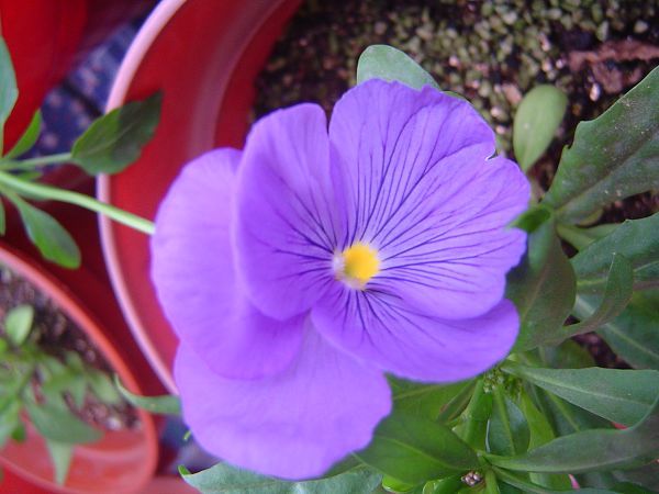 �ݻ����Ŷ�