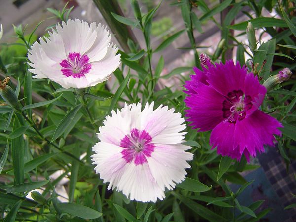 �ݻ����Ŷ�