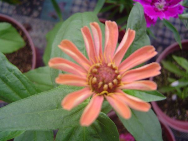 �ݻ����Ŷ�