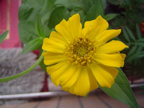 �ݻ����Ŷ�