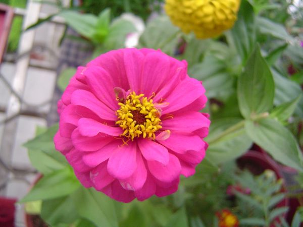 �ݻ����Ŷ�