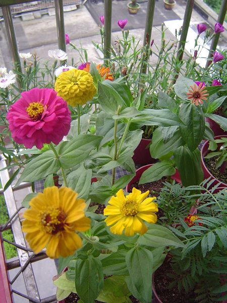 �ݻ����Ŷ�