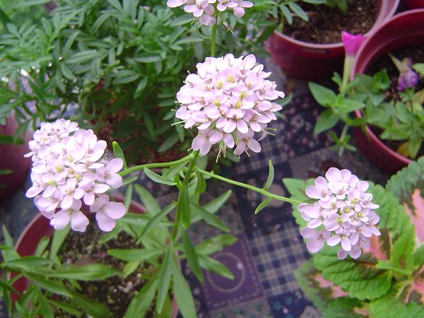 �ݻ����Ŷ�