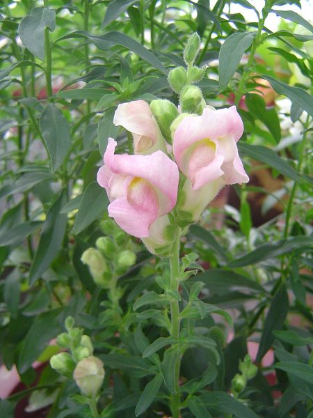 �ݻ����Ŷ�