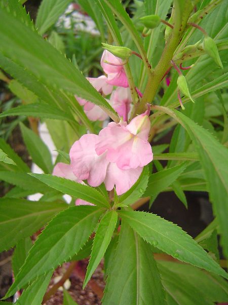 �ݻ����Ŷ�