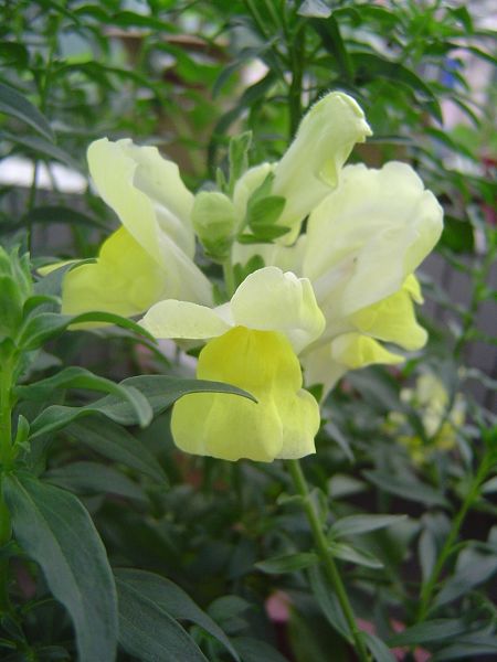 �ݻ����Ŷ�