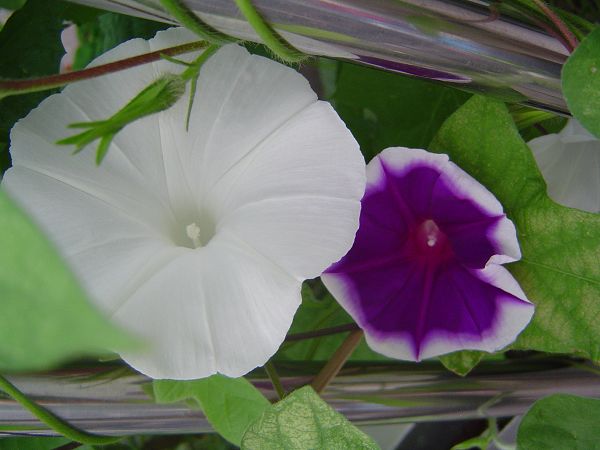 �ݻ����Ŷ�