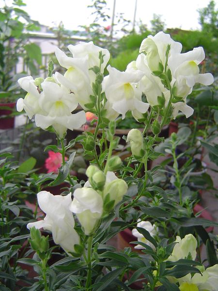 �ݻ����Ŷ�