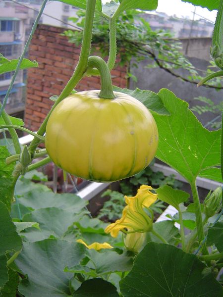 �ݻ����Ŷ�