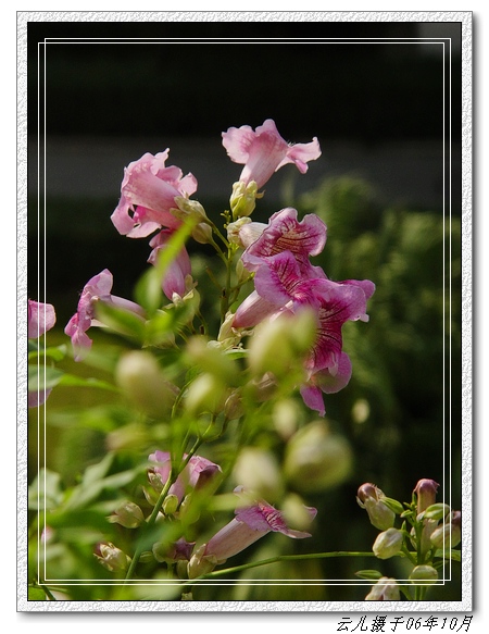 �ҵķۻ�����