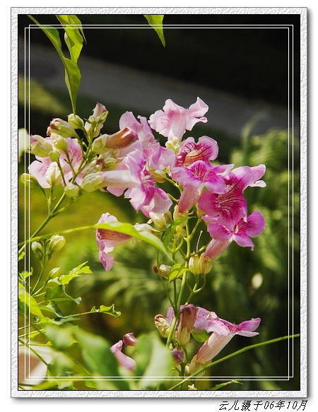 �ҵķۻ�����