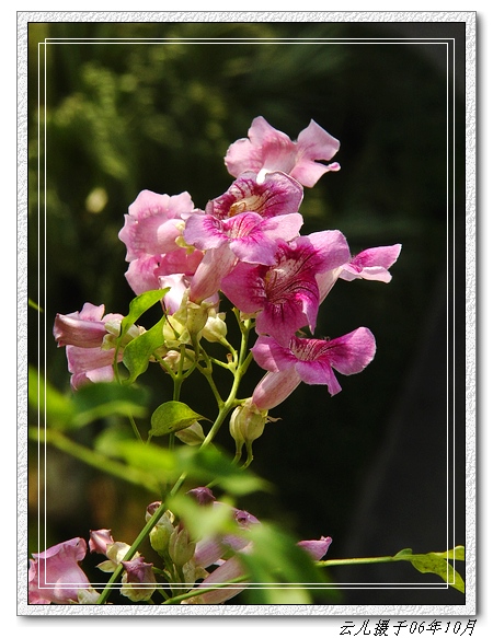 �ҵķۻ�����