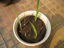 ����� (С������ѿ|�����������춥��С��|)