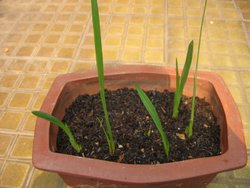 ����� (С������ѿ|�����������춥��С��|)