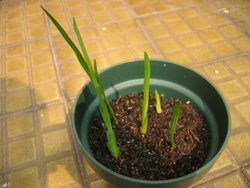 ����� (С������ѿ|�����������춥��С��|)