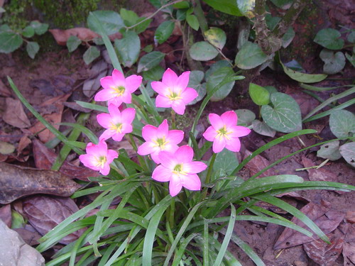 �ҵ�С��������,����������һ������?