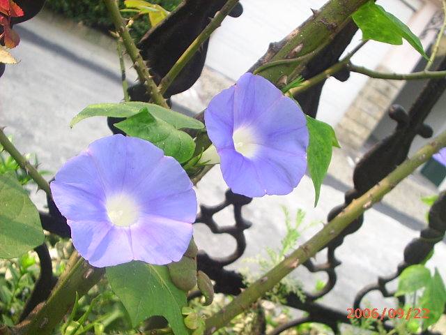 �ҼҴ���Ժ��P4�����׻���