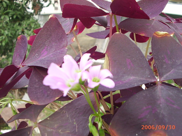 �ҼҴ���Ժ��P4�����׻���