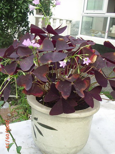 �ҼҴ���Ժ��P4�����׻���