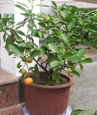 �ҼҴ���Ժ��P4�����׻���