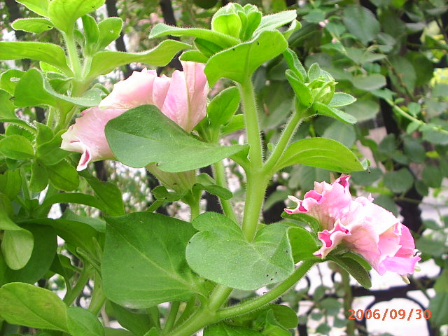 �ҼҴ���Ժ��P4�����׻���