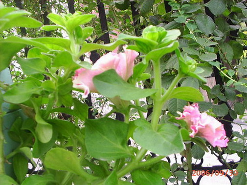 �ҼҴ���Ժ��P4�����׻���