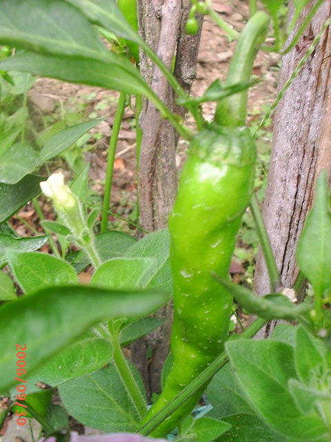 �ҼҴ���Ժ��P4�����׻���