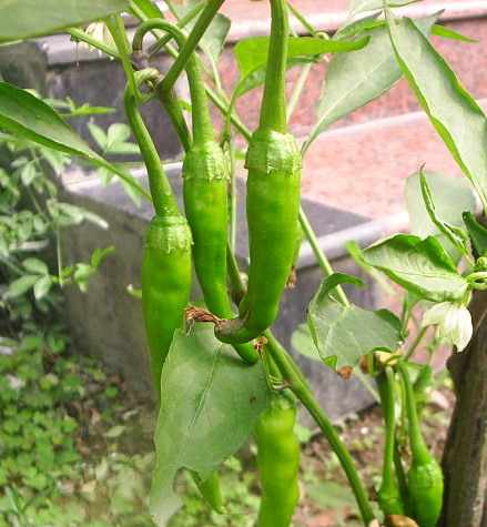 �ҼҴ���Ժ��P4�����׻���