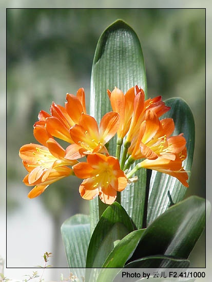 ����ƪ----�¹���������