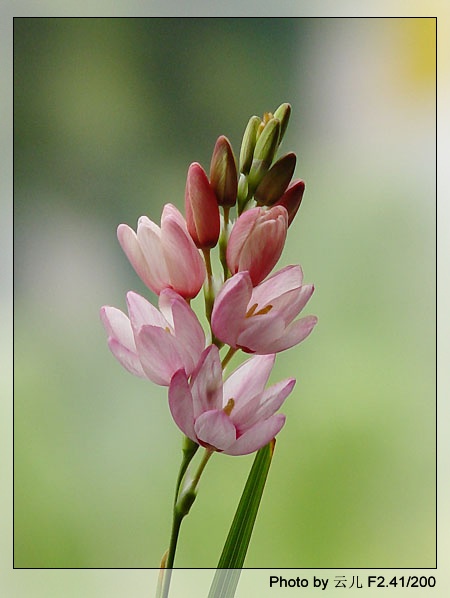 ����ƪ----�¹���������