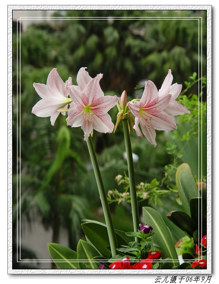 ����ƪ----�¹���������