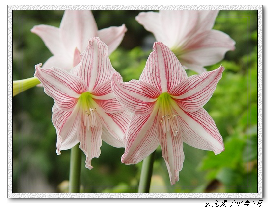 ����ƪ----�¹���������