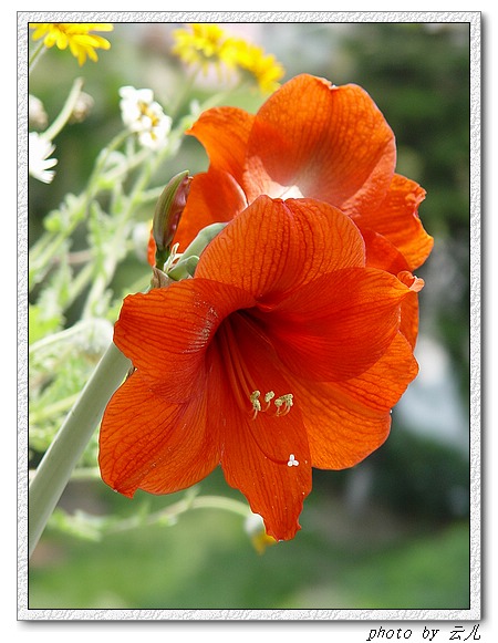 ����ƪ----�¹���������