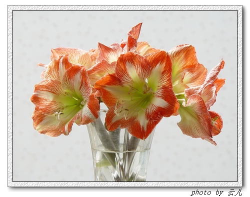 ����ƪ----�¹���������