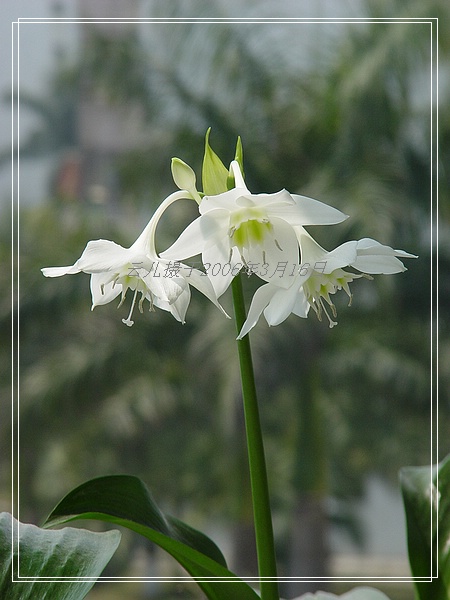 ����ƪ----�¹���������